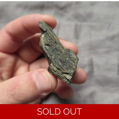 Ultra Rare Stegosaurus Plate Bone Jurassic Dinosaur Fossil Morrison Fm Wyoming